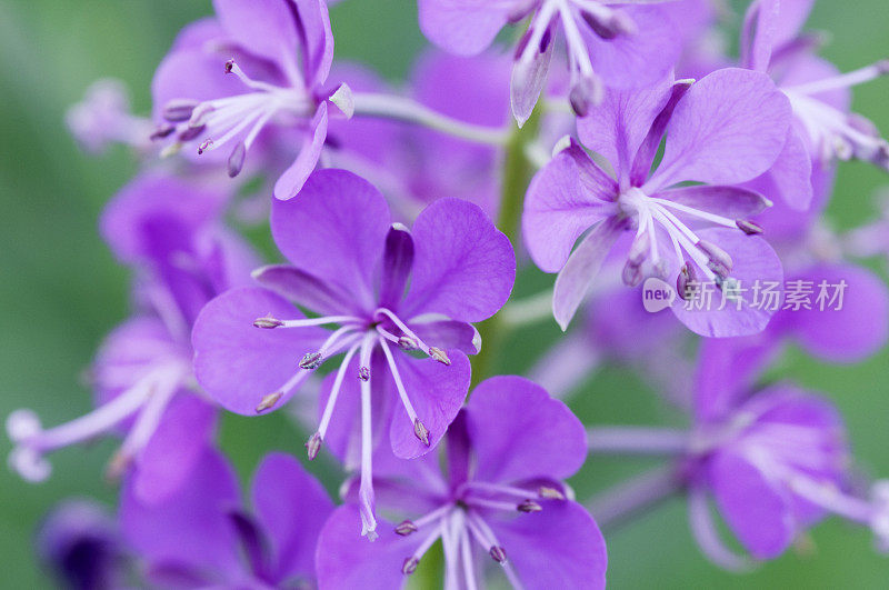 杂草Epilobium angustifolium